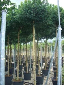 Bolesdoorn (Acer Campestre 'Nanum') -Planten Verkoopwinkel 20101207144224 13