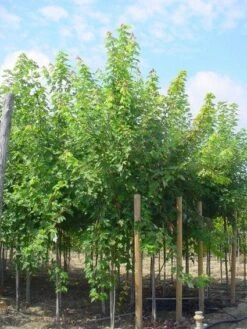 Esdoorn (Acer Freemanii 'Autumn Blaze')