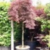 Japanse Esdoorn Als Boom (Acer Palmatum 'Inabe-shidare') -Planten Verkoopwinkel 20101207164028 4 1