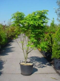 Japanse Esdoorn (Acer Palmatum 'Osakazuki') -Planten Verkoopwinkel 20101207164946 9 1