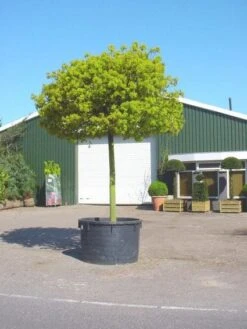 Bolesdoorn (Acer Platanoides 'Globosum') -Planten Verkoopwinkel 20101207173811 22 1