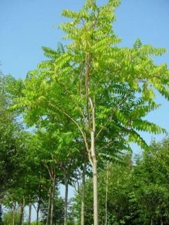 Hemelboom (Ailanthus Altissima)