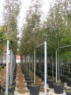 Krentenboom (Amelanchier Arborea 'Robin Hill') -Planten Verkoopwinkel 20101209111140 10