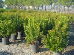 Aardbeiboom Als Struik (Arbutus Unedo) -Planten Verkoopwinkel 20101209111801 7