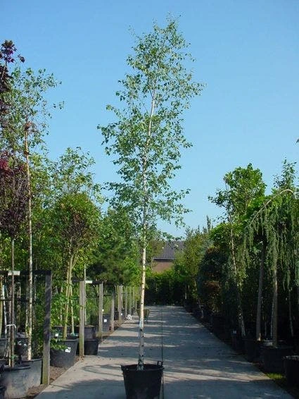 Chinese Berk (Betula Albosinensis) 1 Chinese Berk (Betula Albosinensis)