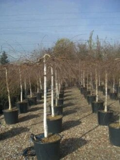 Prieelberk (Betula Pendula 'Youngii') -Planten Verkoopwinkel 20101209130348 14 2