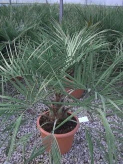 Geleipalm (Butia Capitata) -Planten Verkoopwinkel 20101209131859 6