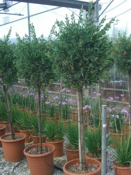 Lampepoetserplant Op Stam (Callistemon Laevis ) 1 Lampepoetserplant Op Stam (Callistemon Laevis )