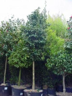 Camelia Als Boom (Camellia Japonica) -Planten Verkoopwinkel 20101209152842 4