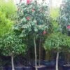 Camelia Als Boom (Camellia Japonica) -Planten Verkoopwinkel 20101209152856 4 3