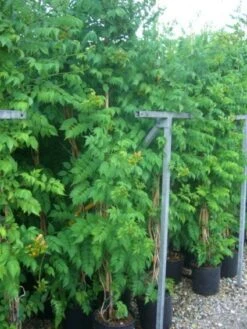 Trompetbloem (Campsis Tagliabuana 'Mme Galen') -Planten Verkoopwinkel 20101209155845 9