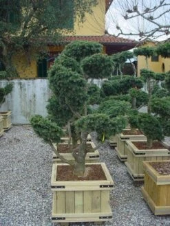 Libanonceder Als Bonsai (Cedrus Libani) -Planten Verkoopwinkel 20101210105909 6