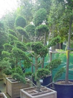 Libanonceder Als Bonsai (Cedrus Libani) -Planten Verkoopwinkel 20101210105922 6 1