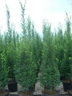 Zuilhaagbeuk (Carpinus Betulus 'Frans Fontaine') 11 Zuilhaagbeuk (Carpinus Betulus 'Frans Fontaine') -Planten Verkoopwinkel 20101210141131 9