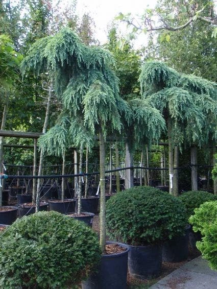 Ceder Als Boom (Cedrus Deodara 'Feelin Blue') 1 Ceder Als Boom (Cedrus Deodara 'Feelin Blue')