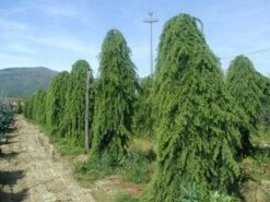 Treurceder (Cedrus Deodara 'Pendula') -Planten Verkoopwinkel 20101212154305 13 2