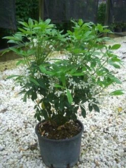 Choisya (Choisya Ternata) -Planten Verkoopwinkel 20101213090655 6