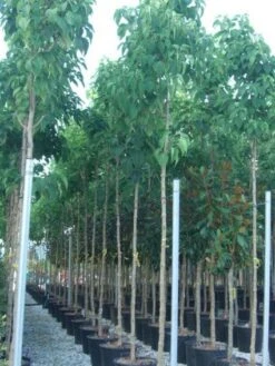 Pindakaasboom (Clerodendrum Trichotomum) 6 Pindakaasboom (Clerodendrum Trichotomum) -Planten Verkoopwinkel 20101213092824 7