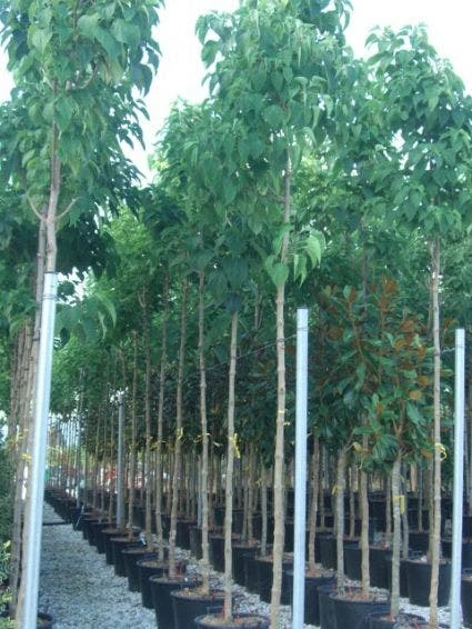 Pindakaasboom (Clerodendrum Trichotomum) 3 Pindakaasboom (Clerodendrum Trichotomum) - Afbeelding 3