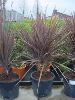 Cordyline (Cordyline Australis 'Atropurpurea')
