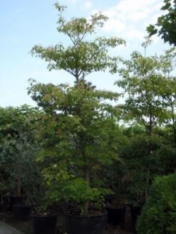 Reuzenkornoelje (Cornus Controversa) -Planten Verkoopwinkel 20101213094526 11