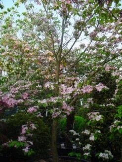 Amerikaanse Kornoelje (Cornus Florida 'Rubra') -Planten Verkoopwinkel 20101213094837 7 1