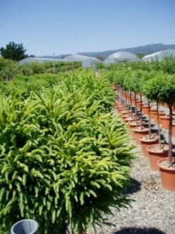 Sikkelden Op Stam (Cryptomeria Japonica 'Globosa Nana') -Planten Verkoopwinkel 20101213102352 1