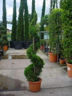 Leylandcipres Als Spiraal (Cupressocyparis Leylandii 'Castlewellan Gold' ) -Planten Verkoopwinkel 20101213111139 9 1