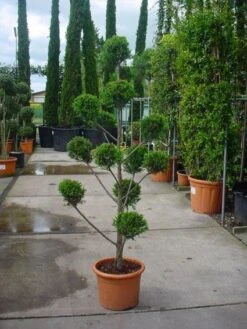 Cupressocyparis Als Bonsai (Cupressocyparis Leylandii 'Castlewellan Gold' ) 6 Cupressocyparis Als Bonsai (Cupressocyparis Leylandii 'Castlewellan Gold' ) -Planten Verkoopwinkel 20101213113337 7 1