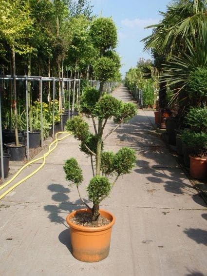 Cupressocyparis Als Bonsai (Cupressocyparis Leylandii 'Castlewellan Gold' ) 1 Cupressocyparis Als Bonsai (Cupressocyparis Leylandii 'Castlewellan Gold' )