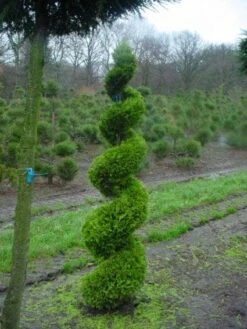 Cupressocyparis Als Spiraal (Cupressocyparis Leylandii 'Gold Rider')