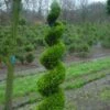 Cupressocyparis Als Spiraal (Cupressocyparis Leylandii 'Gold Rider') -Planten Verkoopwinkel 20101213115400 5