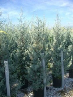Cipres (Cupressus Arizonica 'Glauca') -Planten Verkoopwinkel 20101213122927 13