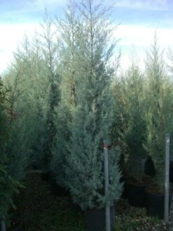 Cipres (Cupressus Arizonica 'Glauca') -Planten Verkoopwinkel 20101213122945 13