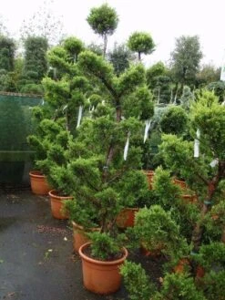 Cipres Als Bonsai (Cupressus Macrocarpa 'Aurea') -Planten Verkoopwinkel 20101213124656 1 1