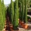 Italiaanse Cipres (Cupressus Sempervirens 'Green Pillar') -Planten Verkoopwinkel 20101213132559 1 1