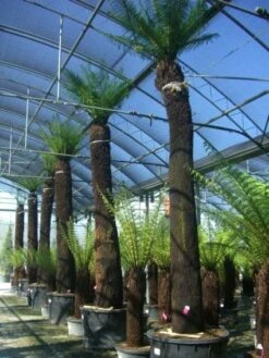 Boomvaren (Dicksonia Antarctica) -Planten Verkoopwinkel 20101213133314 11