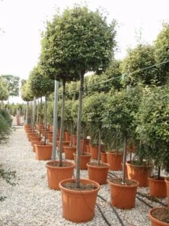 Olijfwilg Als Boom (Elaeagnus Ebbingei) 8 Olijfwilg Als Boom (Elaeagnus Ebbingei) -Planten Verkoopwinkel 20101213140459 8 1