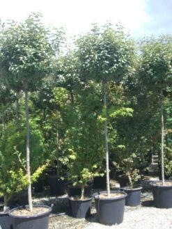 Olijfwilg Als Boom (Elaeagnus Pungens 'Maculata') 10 Olijfwilg Als Boom (Elaeagnus Pungens 'Maculata') -Planten Verkoopwinkel 20101213140523 8