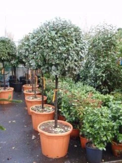 Olijfwilg Op Stam (Elaeagnus Ebbingei) -Planten Verkoopwinkel 20101213141424 3