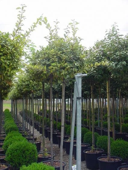 Bonte Olijfwilg Als Boom (Elaeagnus Ebbingei 'Limelight') 1 Bonte Olijfwilg Als Boom (Elaeagnus Ebbingei 'Limelight')