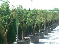 Kaki (Diospyros Kaki) -Planten Verkoopwinkel 20101213150225 8 1