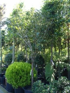 Kaki (Diospyros Kaki) -Planten Verkoopwinkel 20101213150233 8