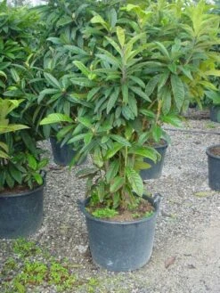 Japanse Mispel (Eriobotrya Japonica) -Planten Verkoopwinkel 20101213154503 7 1