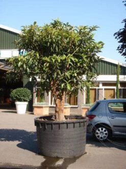 Japanse Mispel (Eriobotrya Japonica) -Planten Verkoopwinkel 20101213154517 7 1