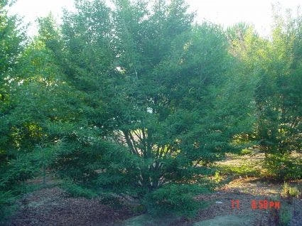 Varenbeuk (Fagus Syvatica 'Asplenifolia' ) 2 Varenbeuk (Fagus Syvatica 'Asplenifolia' ) - Afbeelding 2