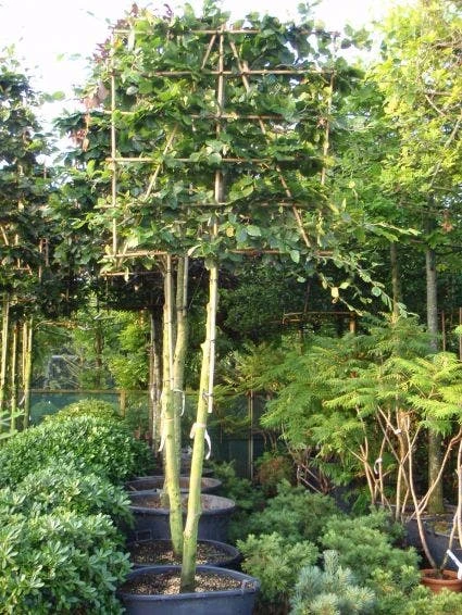 Groene Beuk Als Leiboom (Fagus Sylvatica) 2 Groene Beuk Als Leiboom (Fagus Sylvatica) - Afbeelding 2