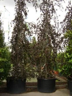 Rode Treurbeuk (Fagus Sylvatica 'Purple Fountain') 11 Rode Treurbeuk (Fagus Sylvatica 'Purple Fountain') -Planten Verkoopwinkel 20101213170338 11