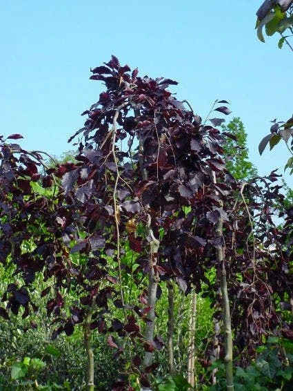 Rode Treurbeuk (Fagus Sylvatica 'Purple Fountain') 2 Rode Treurbeuk (Fagus Sylvatica 'Purple Fountain') - Afbeelding 2