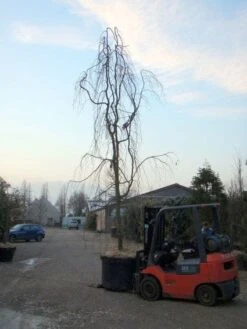 Treurbeuk (Fagus Sylvatica 'Pendula') -Planten Verkoopwinkel 20101213172403 14